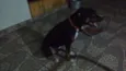 Apolo