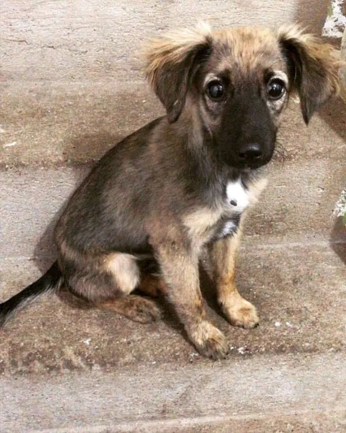 Cachorro ra a SRD idade 2 a 6 meses nome Alpino