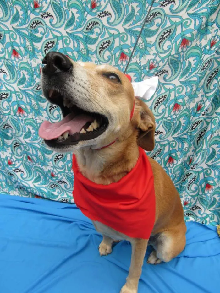 Cachorro raça Srd idade 3 anos nome Mel