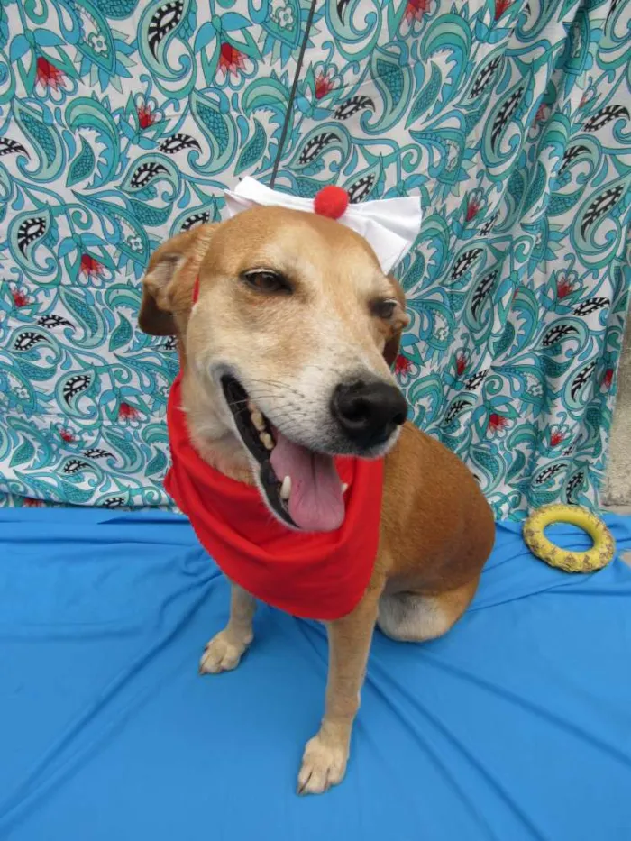 Cachorro raça Srd idade 3 anos nome Mel