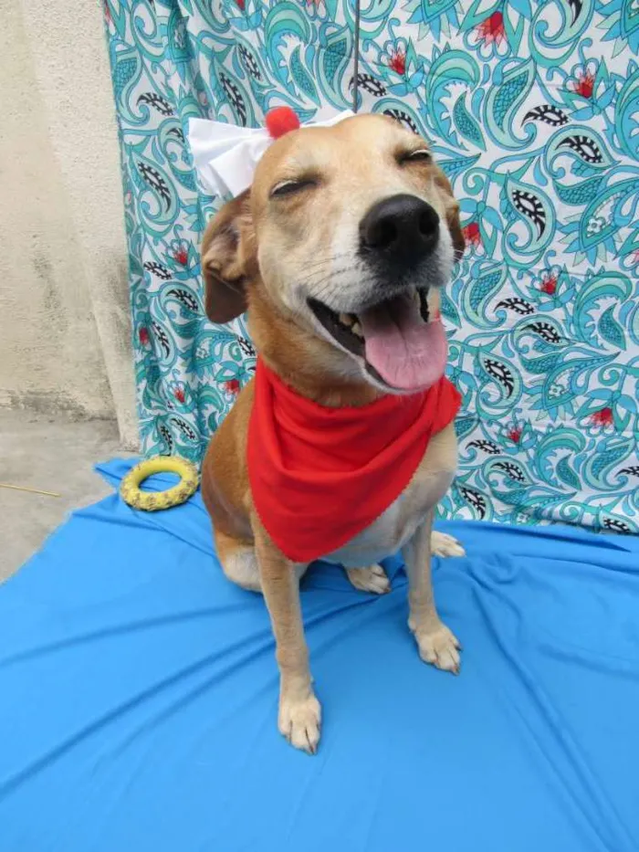 Cachorro raça Srd idade 3 anos nome Mel