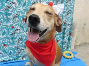 Cachorro raça Srd idade 3 anos nome Mel