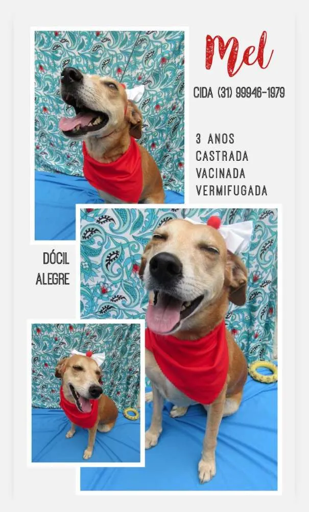Cachorro raça Srd idade 3 anos nome Mel