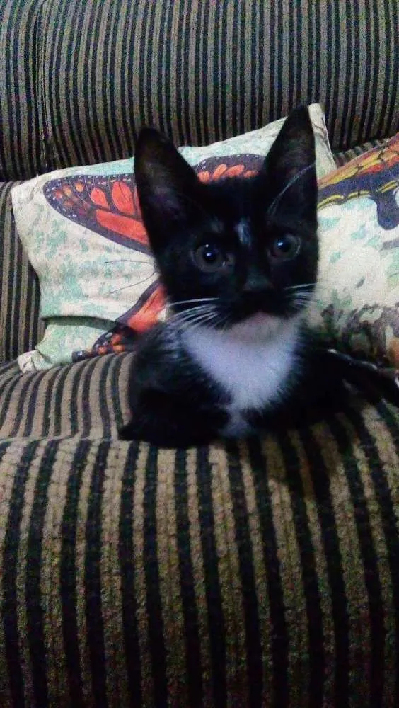 Gato ra a Comum idade 2 a 6 meses nome Nao tem
