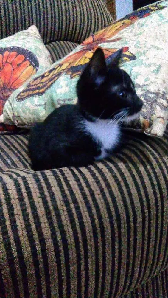 Gato ra a Comum idade 2 a 6 meses nome Nao tem
