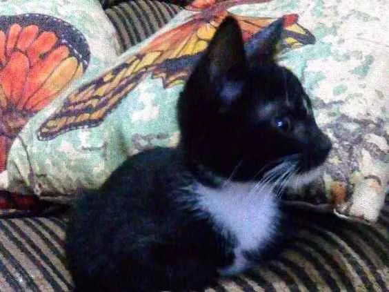 Gato ra a Comum idade 2 a 6 meses nome Nao tem