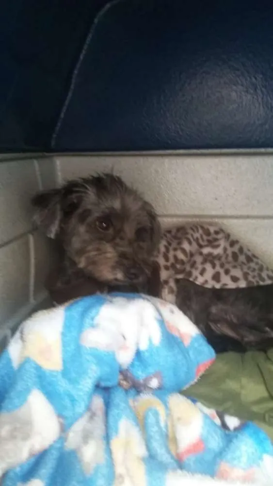 Cachorro ra a Sem raça definida idade 2 anos nome Pipy