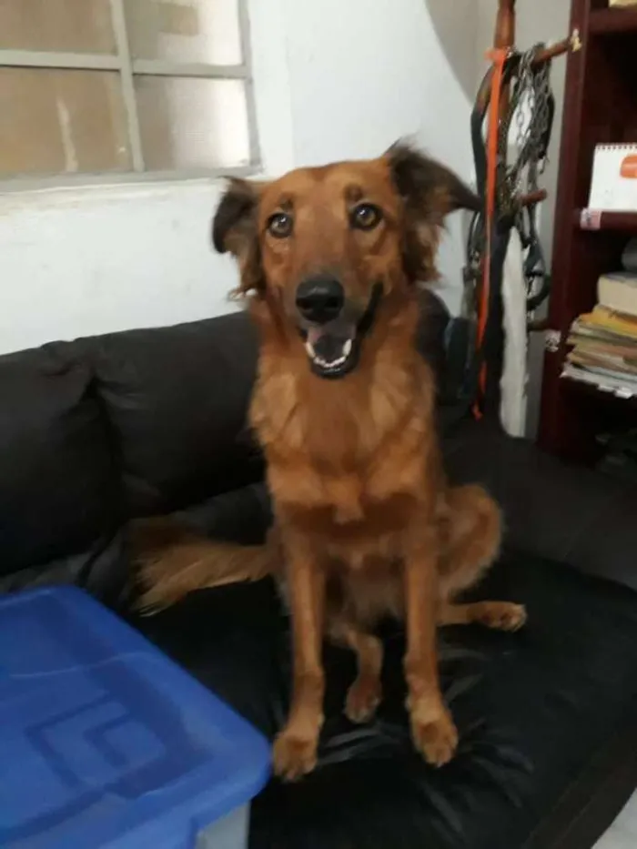 Cachorro ra a Sem raça definida idade 3 anos nome Cindy