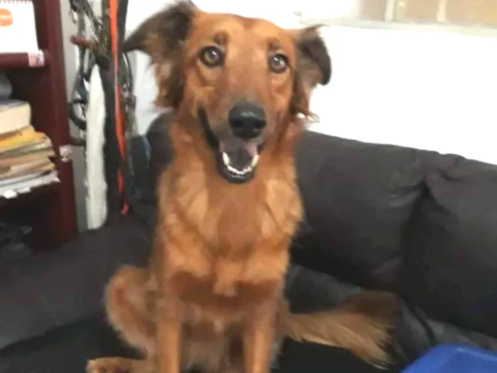 Cachorro ra a Sem raça definida idade 3 anos nome Cindy