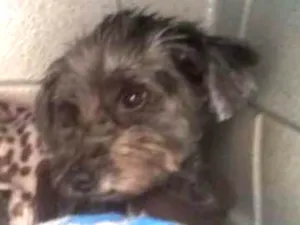 Cachorro raça Sem raça definida idade 2 anos nome Pipy