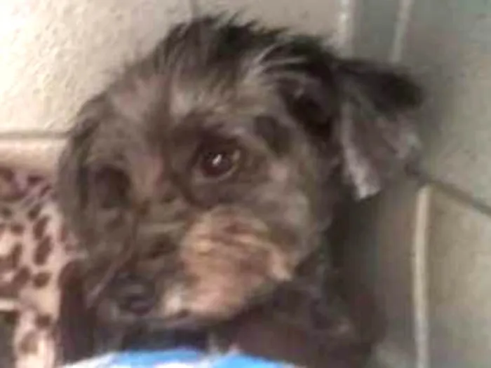 Cachorro ra a Sem raça definida idade 2 anos nome Pipy