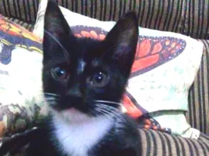 Gato raça Comum idade 2 a 6 meses nome Nao tem