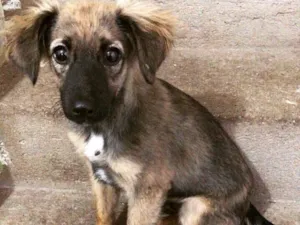 Cachorro raça SRD idade 2 a 6 meses nome Alpino