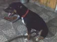 Apolo