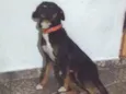 Apolo