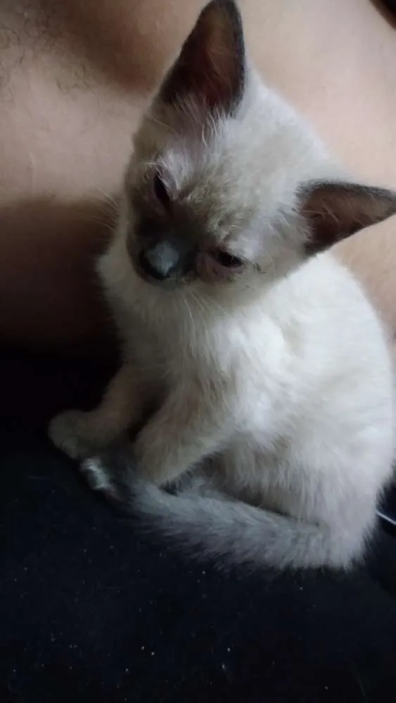 Gato ra a Não definida idade 2 a 6 meses nome Sem nomes