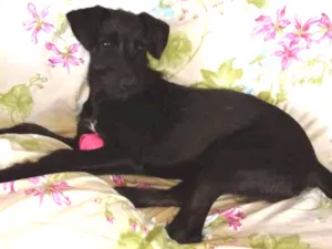 Cachorro raça Sem raça definida idade 2 a 6 meses nome Pretinha 