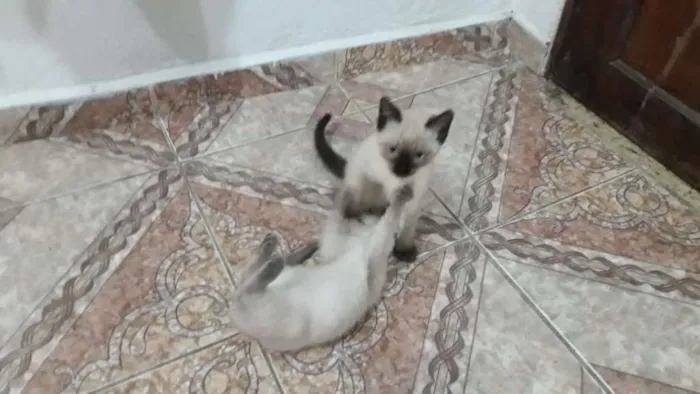 Gato ra a Não definida idade 2 a 6 meses nome Sem nomes