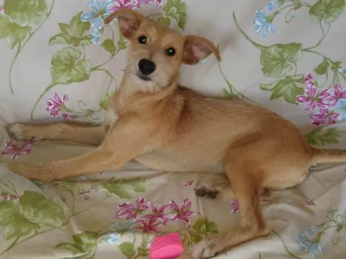 Cachorro ra a Sem raça definida idade 2 a 6 meses nome Bartolomeu