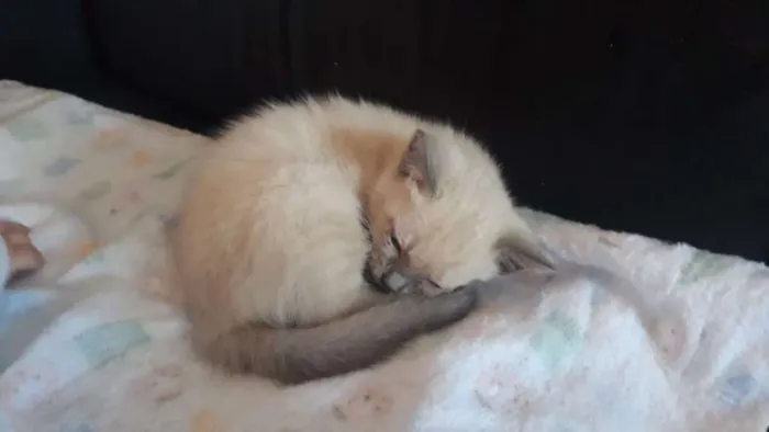 Gato ra a Não definida idade 2 a 6 meses nome Sem nomes
