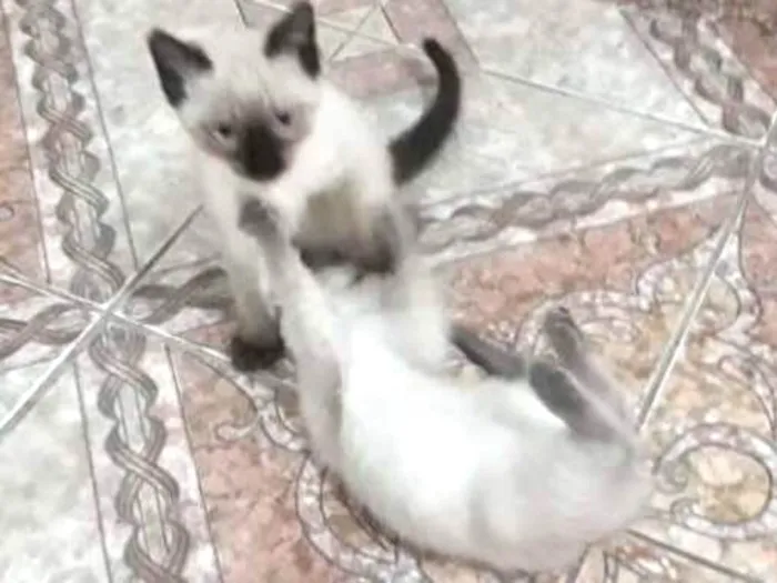 Gato ra a Não definida idade 2 a 6 meses nome Sem nomes