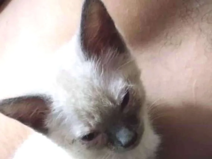 Gato ra a Não definida idade 2 a 6 meses nome Sem nomes