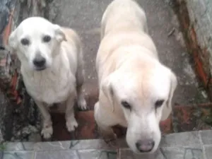 Cachorro raça Labradores idade 6 ou mais anos nome Taison e Hanal