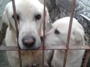 Cachorro raça Labrador idade 7 a 11 meses nome Taison e Hana