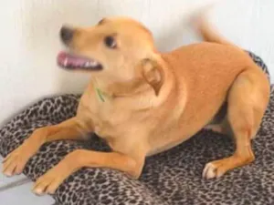 Cachorro raça Srd idade 1 ano nome Erick