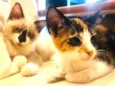 Thor e Luna 