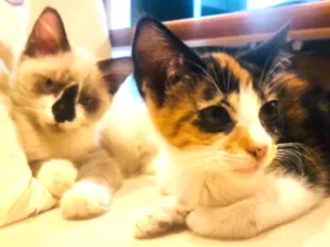 Gato raça SRD  idade 2 a 6 meses nome Thor e Luna 