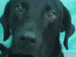 Cachorro raça Sem raça definida idade 2 anos nome Angus