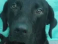 Angus