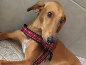 Cachorro raça Galgo idade 2 anos nome Zairon