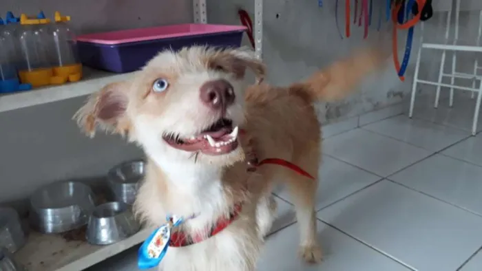 Cachorro ra a Mistura de Husky Podloo  idade 1 ano nome Luck