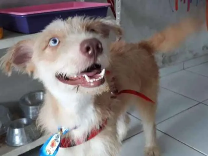 Cachorro ra a Mistura de Husky Podloo  idade 1 ano nome Luck