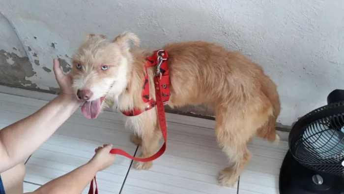 Cachorro ra a Mistura de Husky Podloo  idade 1 ano nome Luck