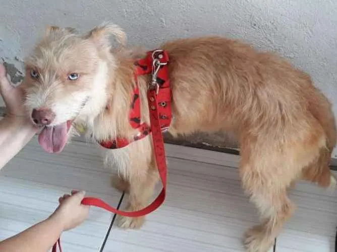 Cachorro ra a Mistura de Husky Podloo  idade 1 ano nome Luck