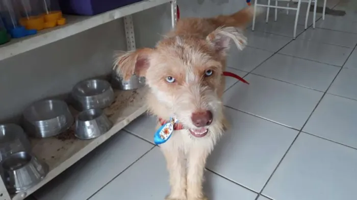 Cachorro ra a Mistura de Husky Podloo  idade 1 ano nome Luck