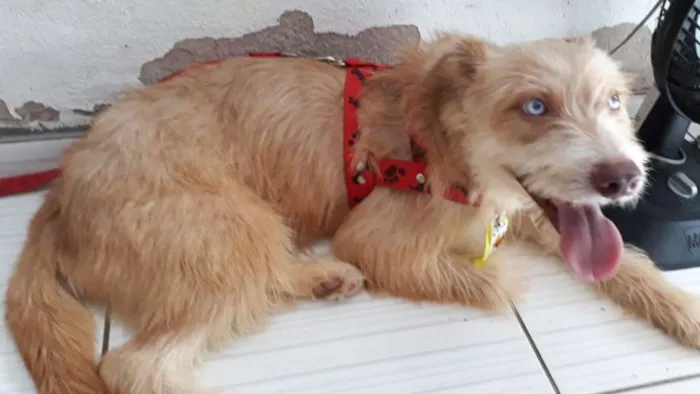 Cachorro ra a Mistura de Husky Podloo  idade 1 ano nome Luck