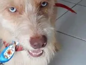 Cachorro ra a Mistura de Husky Podloo  idade 1 ano nome Luck