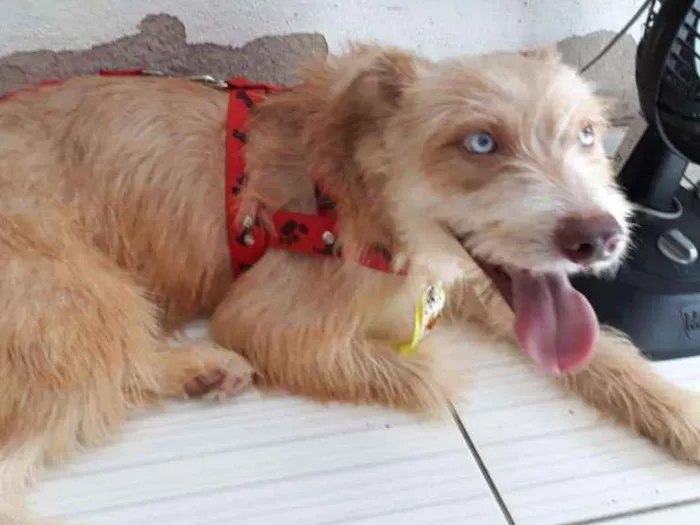 Cachorro ra a Mistura de Husky Podloo  idade 1 ano nome Luck