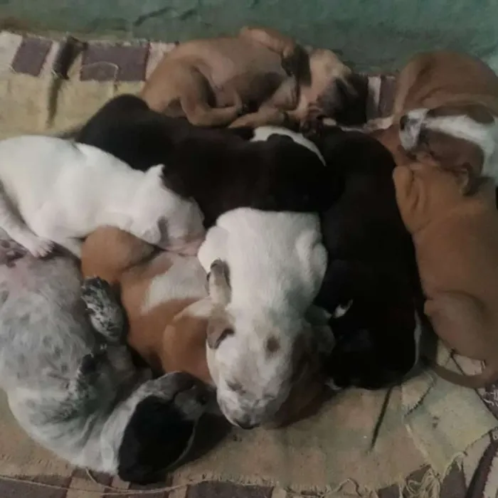 Cachorro ra a SRD idade 5 anos nome Nina e filhotes