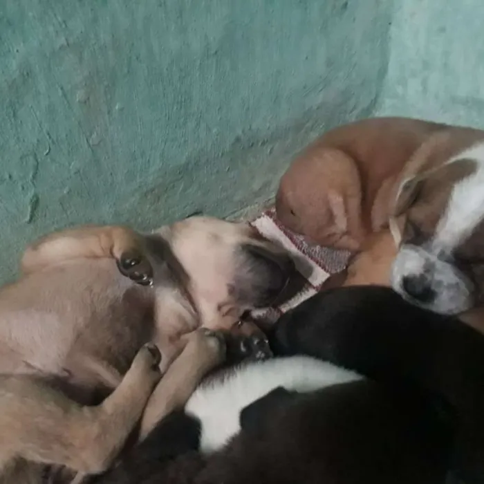 Cachorro ra a SRD idade 5 anos nome Nina e filhotes