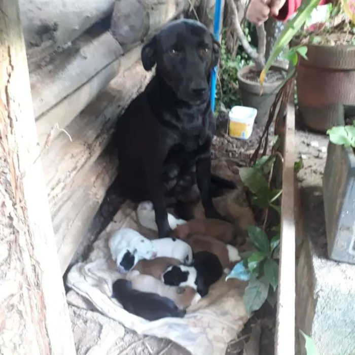 Cachorro ra a SRD idade 5 anos nome Nina e filhotes