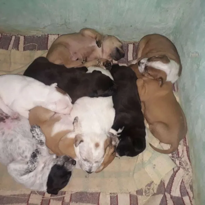 Cachorro ra a SRD idade 5 anos nome Nina e filhotes