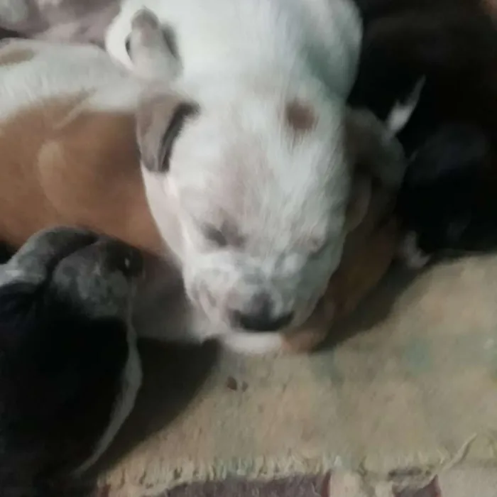 Cachorro ra a SRD idade 5 anos nome Nina e filhotes