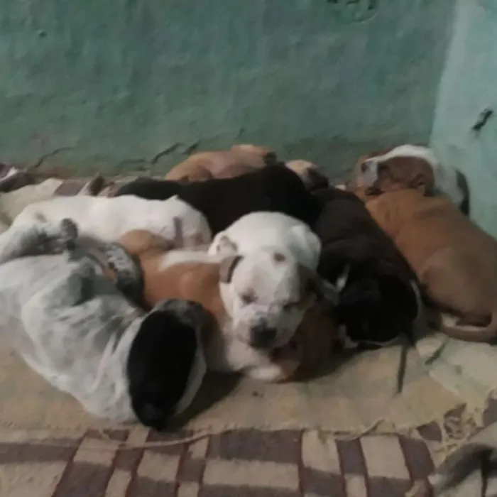 Cachorro ra a SRD idade 5 anos nome Nina e filhotes