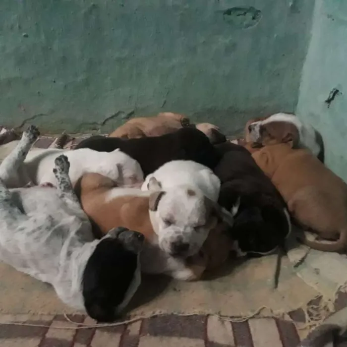 Cachorro ra a SRD idade 5 anos nome Nina e filhotes