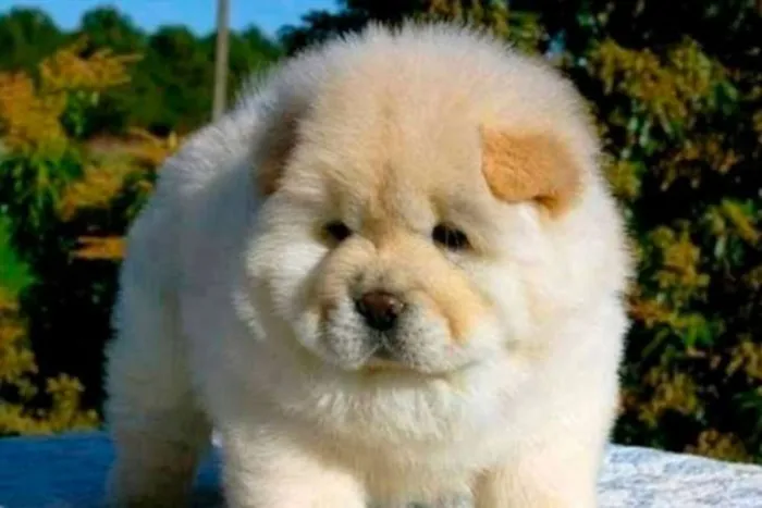 Cachorro ra a Chow Chow idade 2 a 6 meses nome princesa
